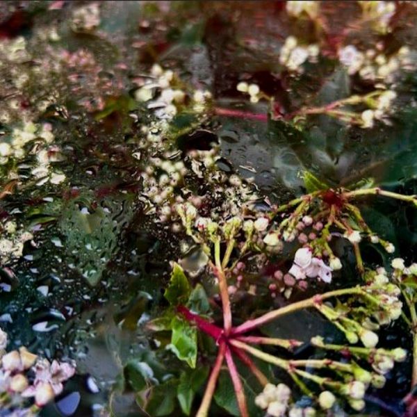 Year 13 Ella 3 - Photography