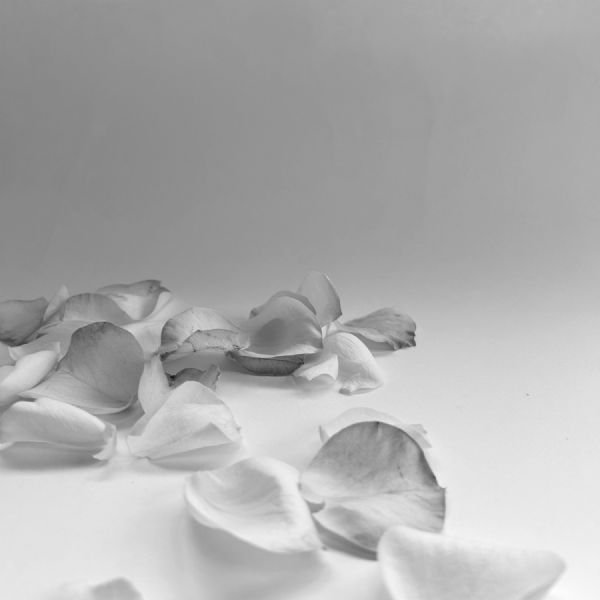 Year 13 Macy 2 - Photography